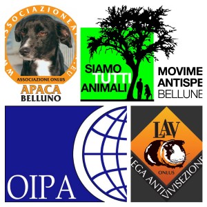 Nasce il coordinamento tra APACA, LAV, OIPA e SIAMO TUTTI ANIMALI