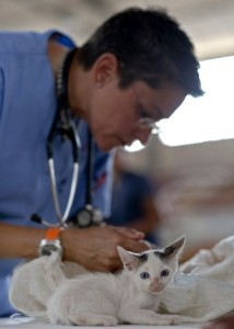 VETERINARIO NEWS