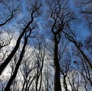 Completata la messa in sicurezza delle alberature del rifugio