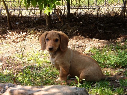 CUCCIOLO SEPARAZIONI