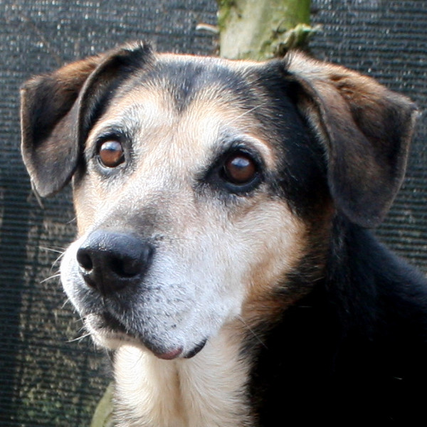 Cane del rifugio ferito a causa dei botti