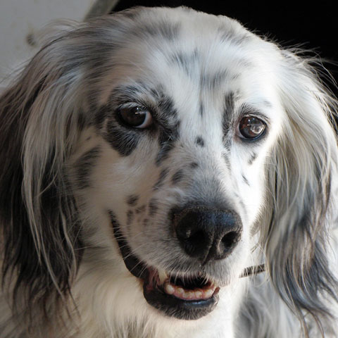 Addio a Lilly, una vita passata in rifugio al riparo dal mondo