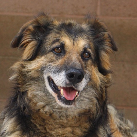 Telecamere nei rifugi a tutela dei cani…in APACA ci sono già!