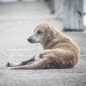 Davvero randagismo=mancata sterilizzazione=tassazione?