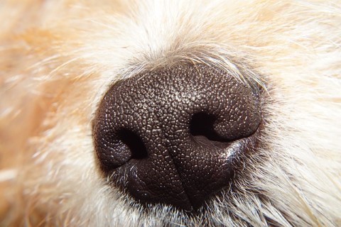 naso cane
