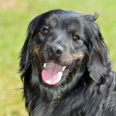 “Ho un cane nero e nessuno lo accarezza”: una diffidenza che ancora resiste