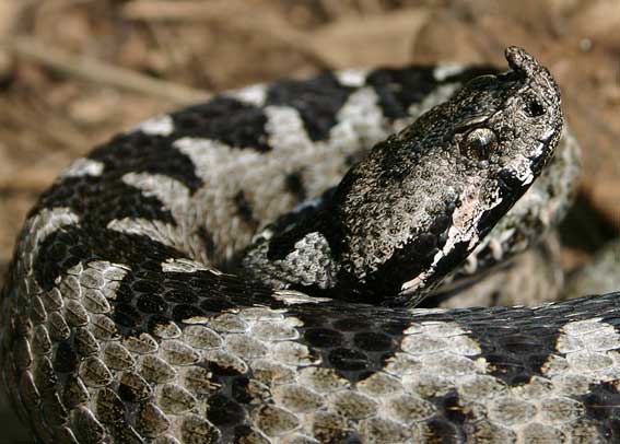 vipera dal corno