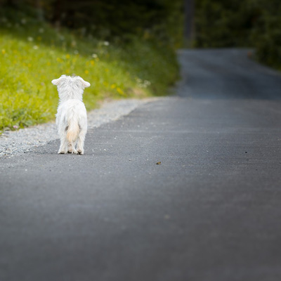 Ambulanza non raccoglie il cane del ferito, che vaga per una settimana nel feltrino