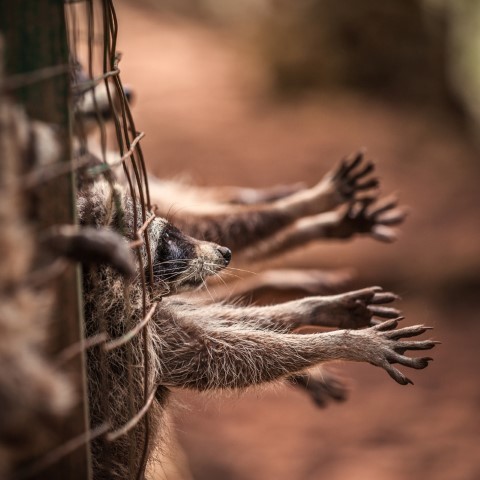 Amare gli animali dipende dal Dna: troppo comodo!