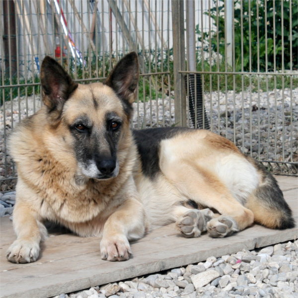 Aumenta l’abbandono dei cani anziani