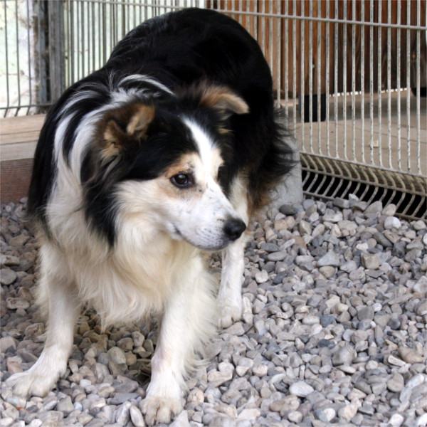 Emilia ha voluto aiutare un vecchio cane…Pablo