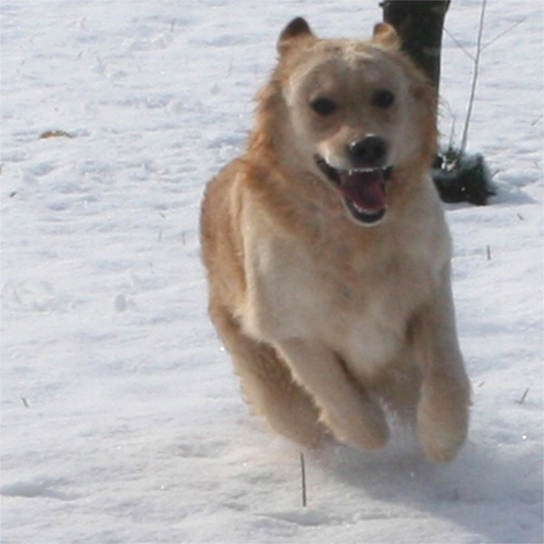 I consigli di LNDC per aver cura di cani e gatti in inverno