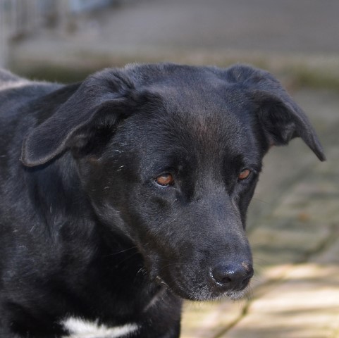 Chi consolerà il cane (o gatto) della mia morte?