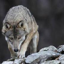 La toxoplasmosi influenza la leadership tra i lupi
