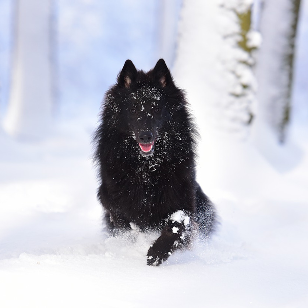 Cani sottozero. Una mini-guida