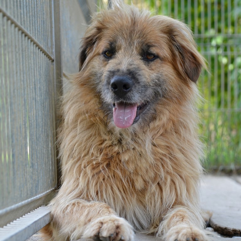 Dopo Pongo anche Leo ha trovato famiglia