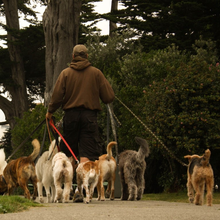 Concluso il corso: dieci nuove dog sitter per i bellunesi