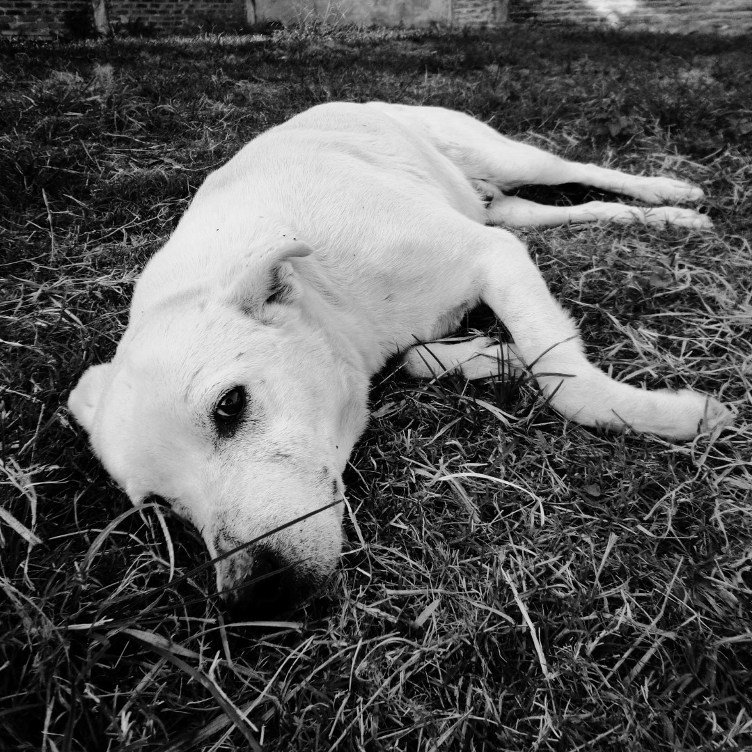 Cani e giardini: non sempre un abbinamento riuscito