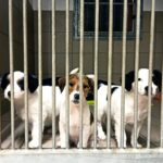 TTT: buona vita a tre cuccioli