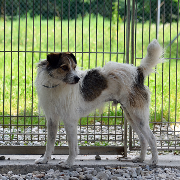 Scotty, un cane dai sentimenti un po’ arruffati