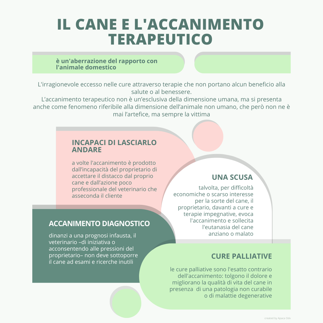 infografica cane e accanimento terapeutico