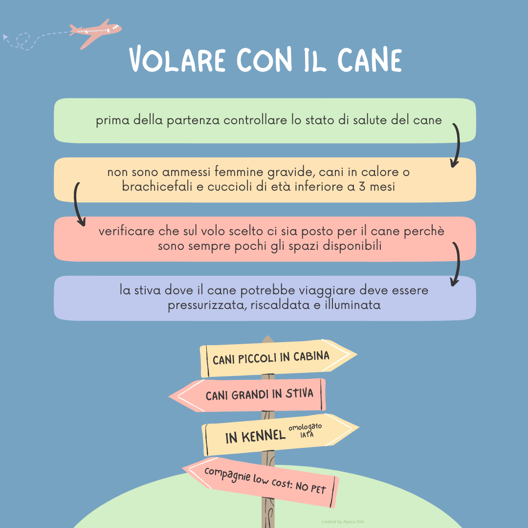 infografica cane in aereo