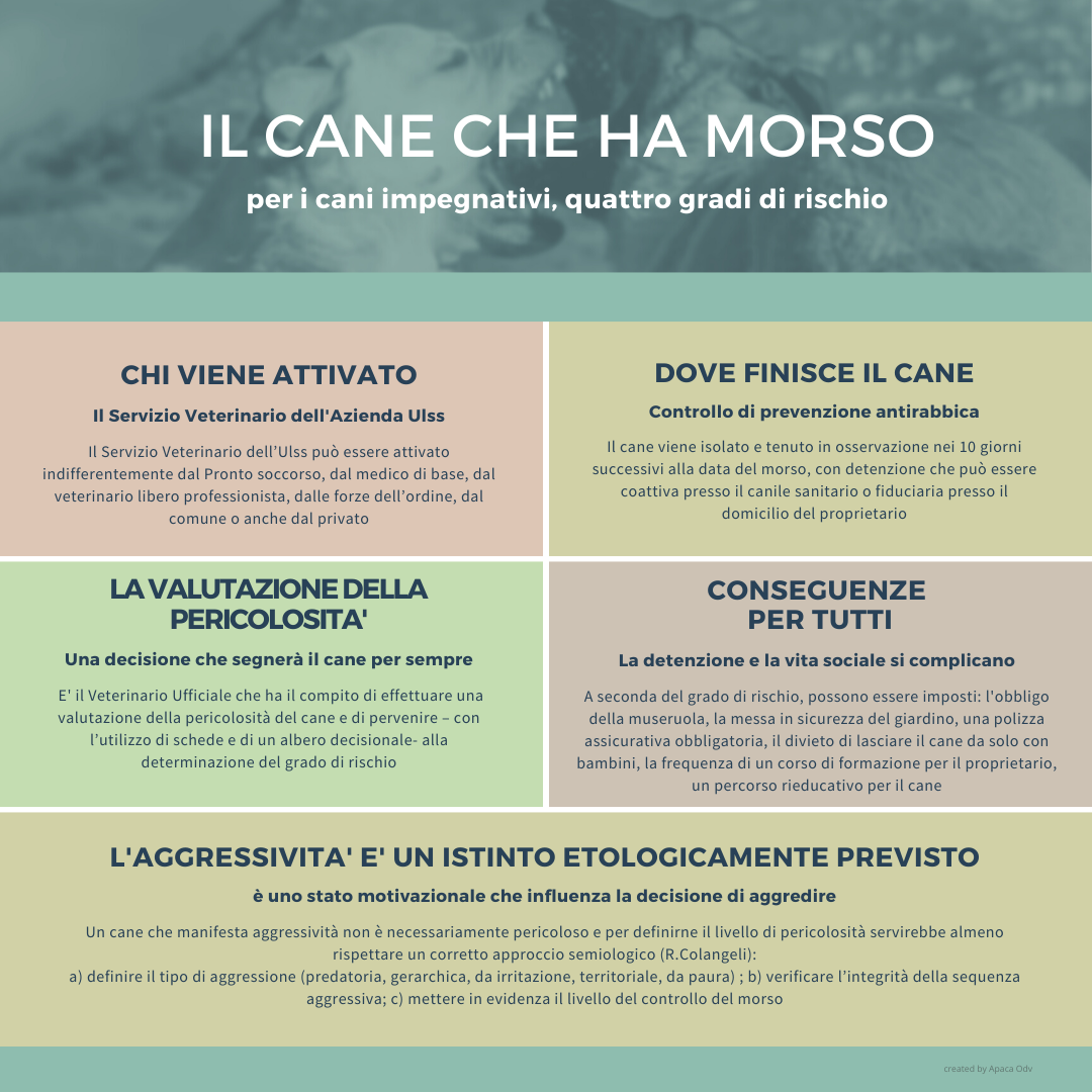 infografica cane che ha morso