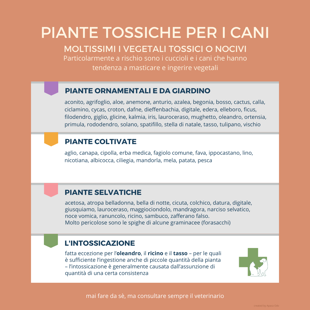 infografica piante tossiche