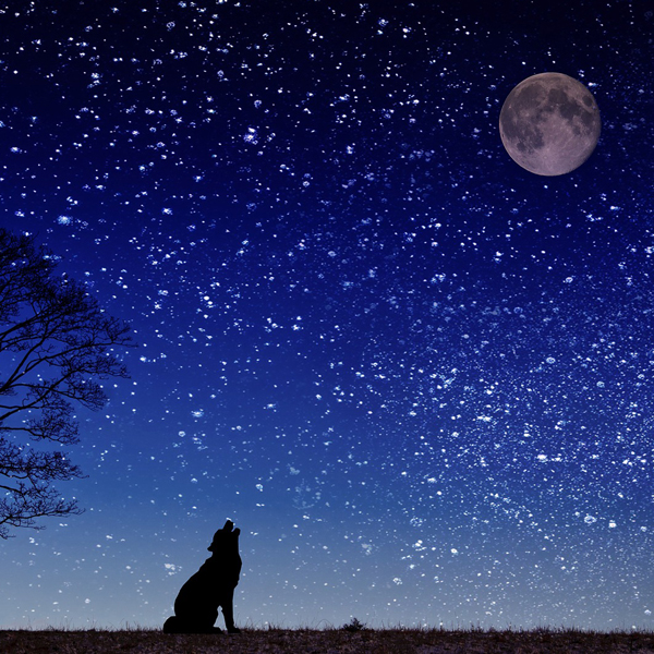 Gli aforismi: Musil, i cani e la luna