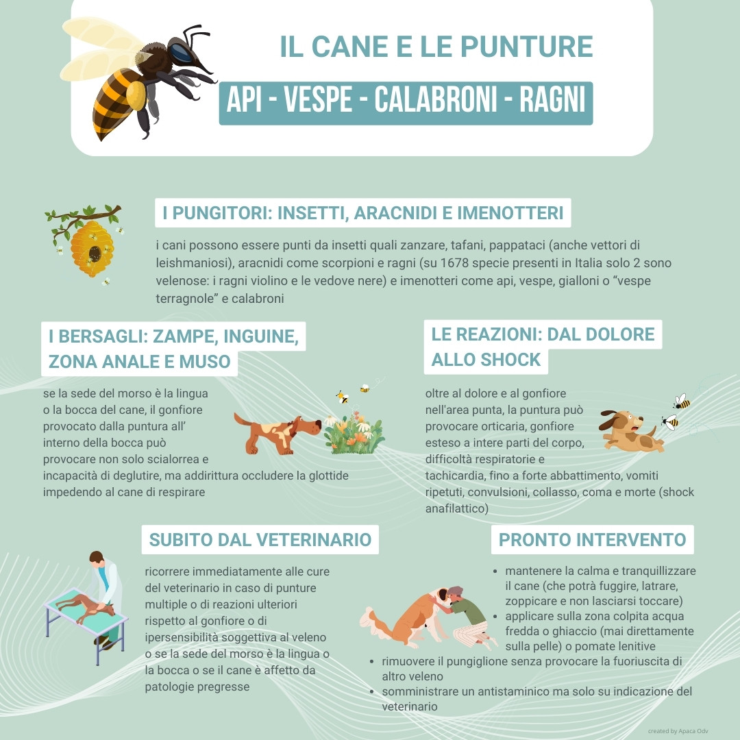 infografica il cane e le punture di api vespe e calabroni