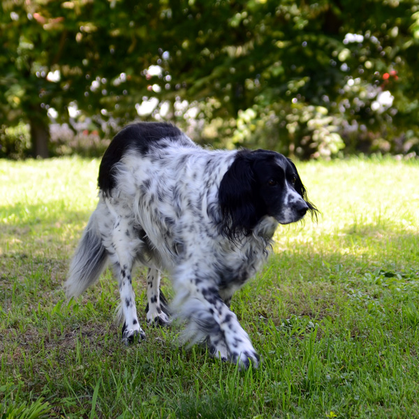 Addio a Kate, essere dolcissimo