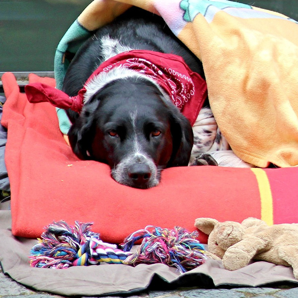 I cani “odorano il tempo” che passa