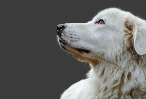 I cani dei pastori: serve vigilanza