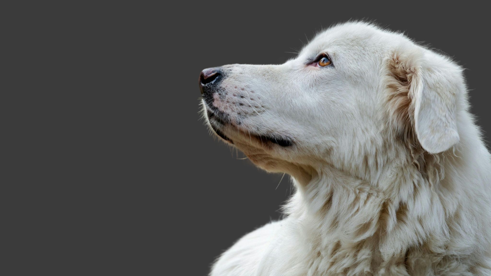 I cani dei pastori: serve vigilanza